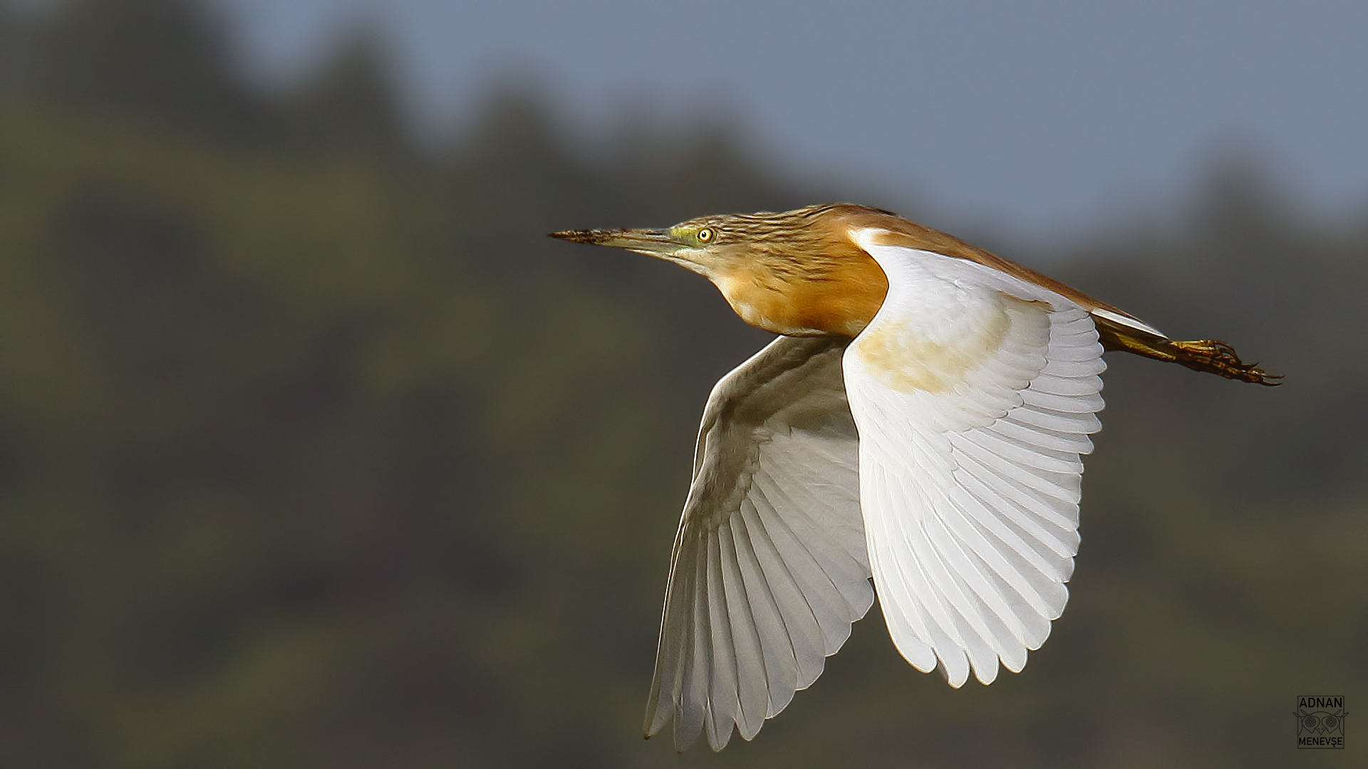 Squacco Heron
